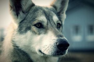 World's Second German Wolf Dog New Crown Virus Test Positive