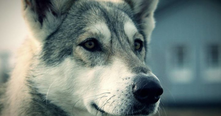 World's Second German Wolf Dog New Crown Virus Test Positive