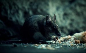 Hantavirus confirmed death! Another new coronavirus?