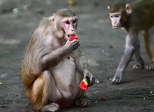 Good news! Monkeys recovered from infection with new coronavirus develop immunity