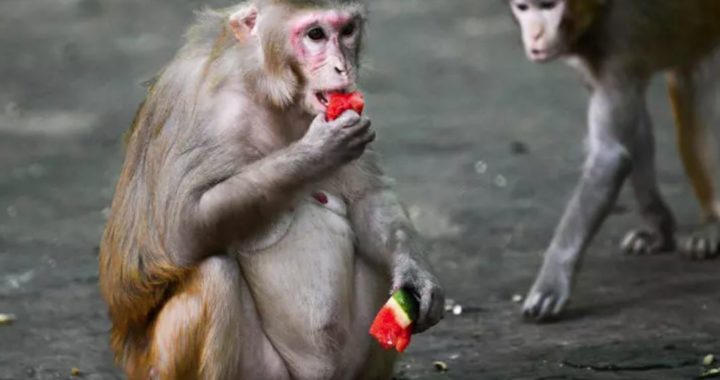 Good news! Monkeys recovered from infection with new coronavirus develop immunity